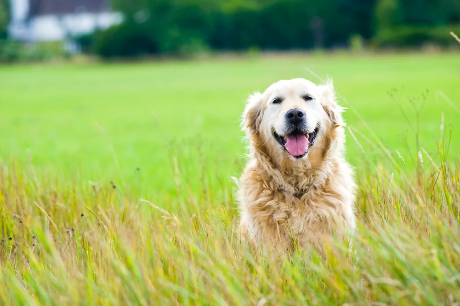 シニア犬用ドッグフードのおすすめ10選 高齢犬の元気をサポート Isumi Petfood Media